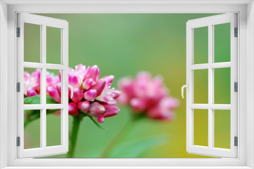 Fototapeta Naklejka Na Ścianę Okno 3D - 赤みの強いミゾソバの花
