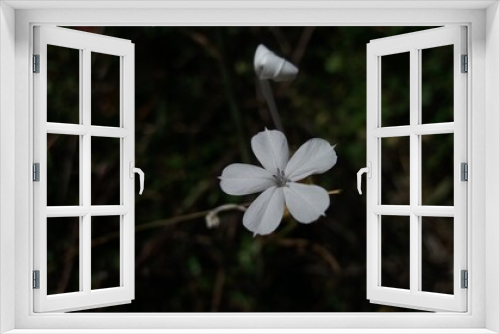 Fototapeta Naklejka Na Ścianę Okno 3D - a beautiful flower with dark background
