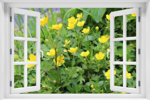 Fototapeta Naklejka Na Ścianę Okno 3D - 
Yellow flowers buttercups bloom in the meadow in summer