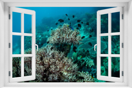 Fototapeta Naklejka Na Ścianę Okno 3D - Colorful coral reef, underwater photo, Philippines.