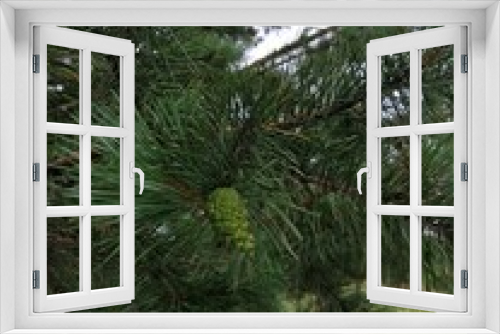 Fototapeta Naklejka Na Ścianę Okno 3D - green pine tree