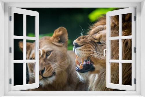 Fototapeta Naklejka Na Ścianę Okno 3D - lion and lioness portrait in nature