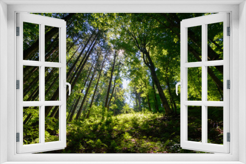 Fototapeta Naklejka Na Ścianę Okno 3D - sunlight in the magestic forest. Wideangle forest shot 