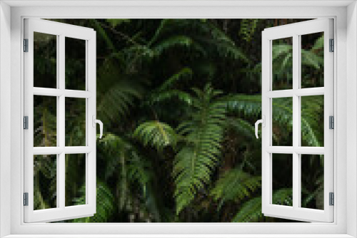Fototapeta Naklejka Na Ścianę Okno 3D - fern in the jungle