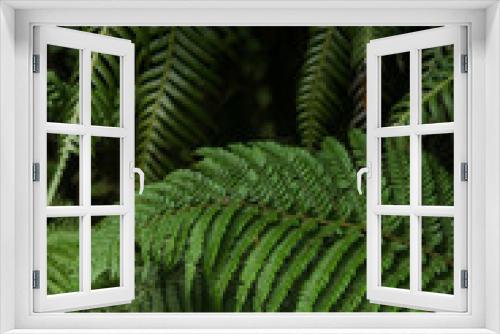 Fototapeta Naklejka Na Ścianę Okno 3D - fern leaves in the forest