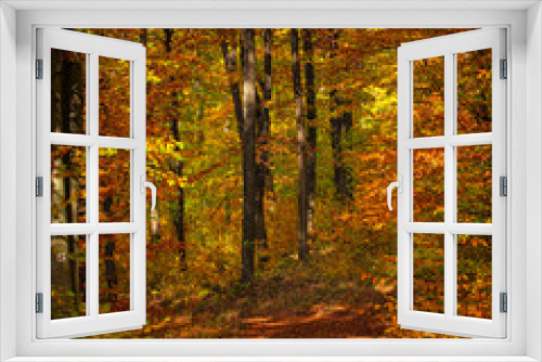 Fototapeta Naklejka Na Ścianę Okno 3D - Wonderful Pathway in the forest at autumn