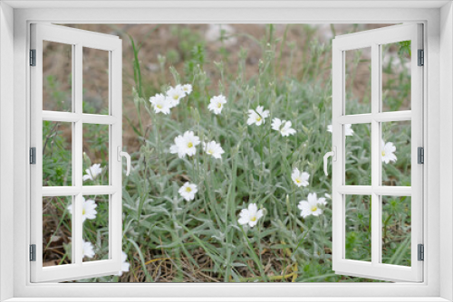 Fototapeta Naklejka Na Ścianę Okno 3D - white spring flowers