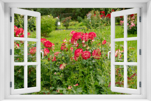 Fototapeta Naklejka Na Ścianę Okno 3D - Awe roses bushes   pink and red colors  in botanical garden of Moscow University