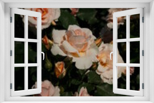 Fototapeta Naklejka Na Ścianę Okno 3D - Light Apricot Flower of Rose 'Kotone' in Full Bloom
