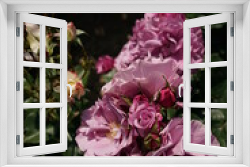 Fototapeta Naklejka Na Ścianę Okno 3D - Light Purple Flower of Rose 'Le Comte Fersen' in Full Bloom
