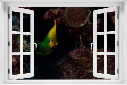 Fototapeta Naklejka Na Ścianę Okno 3D - Rock Beauty Angelfish