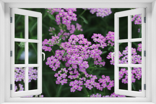 Fototapeta Naklejka Na Ścianę Okno 3D - ノコギリソウのピンク色の花