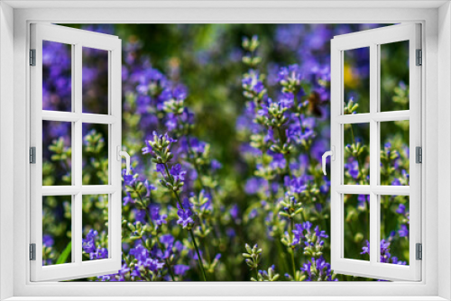 Fototapeta Naklejka Na Ścianę Okno 3D - Lavender flowers in a soft focus, pastel colors and blur background. 