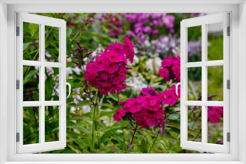 Fototapeta Naklejka Na Ścianę Okno 3D - Beautiful flowers phlox paniculata. Flowering branch of purple phlox in the garden