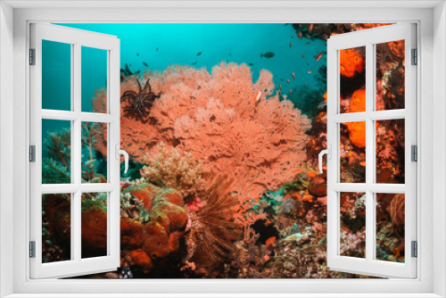 Fototapeta Naklejka Na Ścianę Okno 3D - Underwater coral reef scene, colorful corals surrounded by small fish in crystal clear water, Indonesia