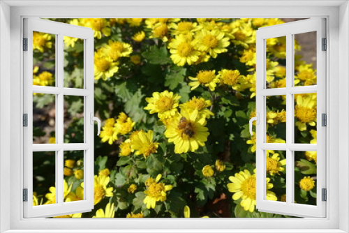 Fototapeta Naklejka Na Ścianę Okno 3D - Pair of bees pollinating yellow flowers of Chrysanthemums in mid October