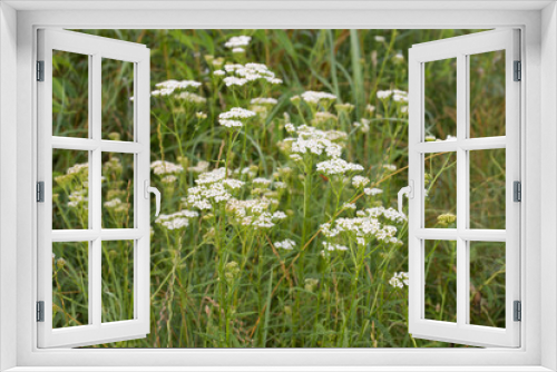 Fototapeta Naklejka Na Ścianę Okno 3D - Achillea millefolium,  common yarrowwhite flowers macro selective focus