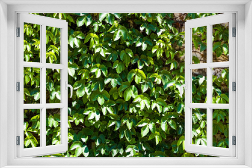 Fototapeta Naklejka Na Ścianę Okno 3D - Green leaves wall texture background