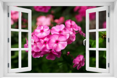 Fototapeta Naklejka Na Ścianę Okno 3D - Pink Phlox flower against the background of green vegetation