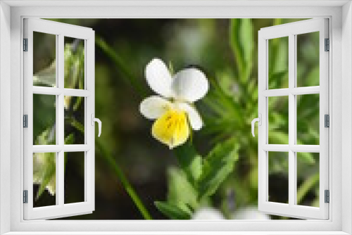 Fototapeta Naklejka Na Ścianę Okno 3D - white flowers in the garden