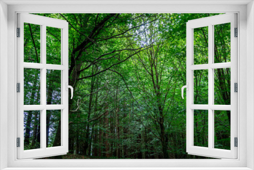 Fototapeta Naklejka Na Ścianę Okno 3D - sequoias