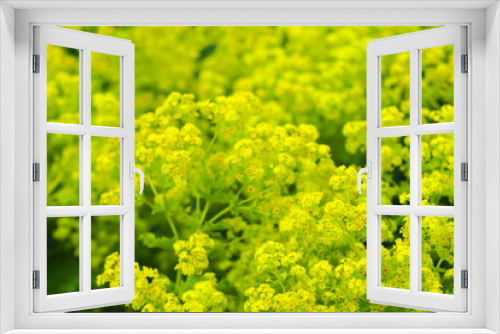 Fototapeta Naklejka Na Ścianę Okno 3D - Mantle yellow flowers or Alchemilla mollis, garden lady mantle, ornamental plant