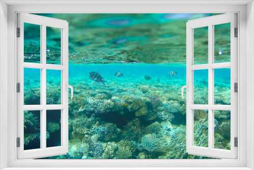 Fototapeta Naklejka Na Ścianę Okno 3D - underwater world, colored corals and fish, marine inhabitants of the Red Sea