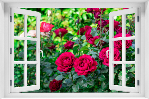 Fototapeta Naklejka Na Ścianę Okno 3D - Beautiful red roses in a garden