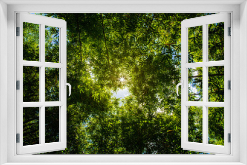 Fototapeta Naklejka Na Ścianę Okno 3D - Bamboo forest and the morning sunlight.