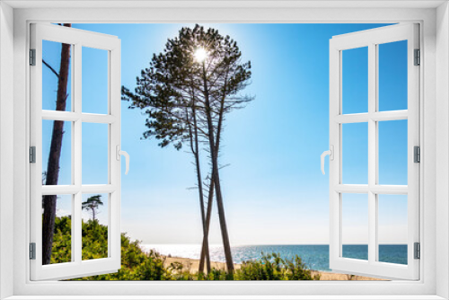 Fototapeta Naklejka Na Ścianę Okno 3D - drzewo drzewa morze bałtyckie plaża