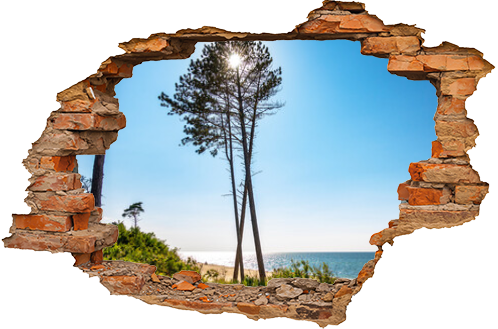 drzewo drzewa morze bałtyckie plaża