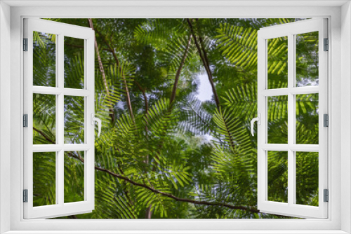 Fototapeta Naklejka Na Ścianę Okno 3D - Detail of sunlight passing through small green leaves of Persian silk tree (Albizia julibrissin) on blurred greenery of garden. Atmosphere of calm relaxation. Nature concept for design. No focus, spec