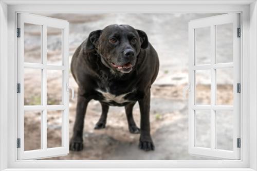 Fototapeta Naklejka Na Ścianę Okno 3D - Very fat black dog standing on ground