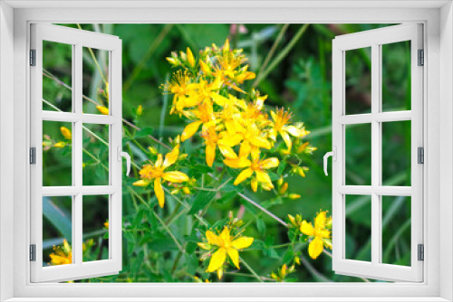 Fototapeta Naklejka Na Ścianę Okno 3D - yellow St. John's wort (Hypericum perforatum) grows in the field - a medicinal plant