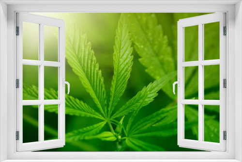 Fototapeta Naklejka Na Ścianę Okno 3D - Marijuana cannabis green leaf background.