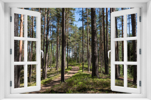 Fototapeta Naklejka Na Ścianę Okno 3D - Ecological route in the pine forest. State natural reserve of the Vyaramyanselka Range. Leningradskaya obdast, Russia