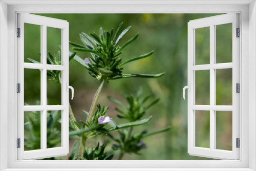 Fototapeta Naklejka Na Ścianę Okno 3D - Close-up of fresh savory in bloom