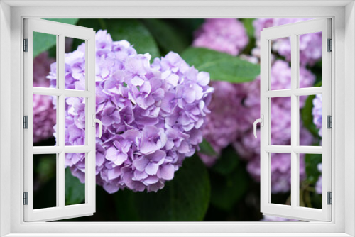 Fototapeta Naklejka Na Ścianę Okno 3D - Hydrangea blooming in the garden