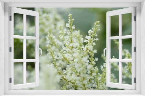 Fototapeta Naklejka Na Ścianę Okno 3D - white flower