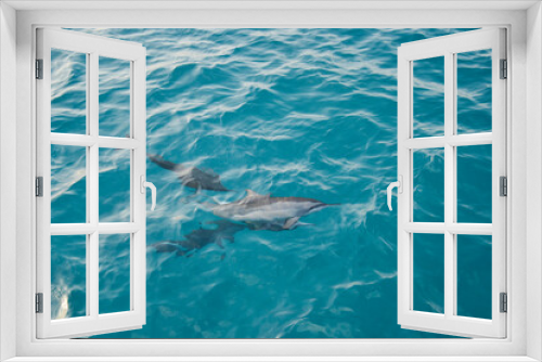 Fototapeta Naklejka Na Ścianę Okno 3D - Dolphins Blue Ocean Maldive Sea