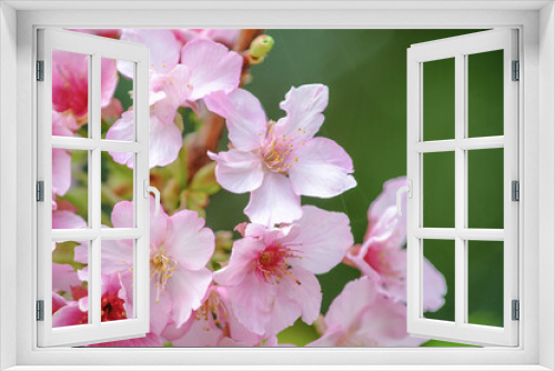 Fototapeta Naklejka Na Ścianę Okno 3D - Cherry Blossom (Sakura) macro photography with blur background in Taichung, Taiwan.