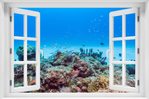 Fototapeta Naklejka Na Ścianę Okno 3D - coral reef and fishes. blue background. Ie Island, Okinawa, Japan