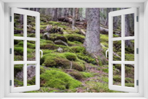 Fototapeta Naklejka Na Ścianę Okno 3D - Beautiful green coniferous forest in summer
