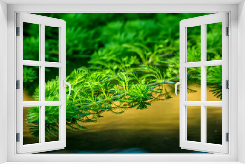 Fototapeta Naklejka Na Ścianę Okno 3D - Green and luxuriant water plants