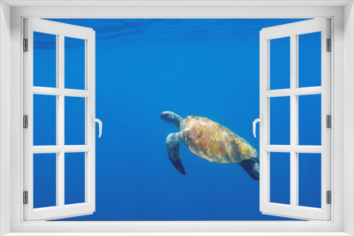 Fototapeta Naklejka Na Ścianę Okno 3D - Green turtle in open sea water. Endangered sea animal underwater photo. Tropical island snorkeling and diving banner template. Summer vacation travel activity. Marine tortoise in natural environment