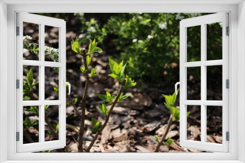 Fototapeta Naklejka Na Ścianę Okno 3D - young green plant