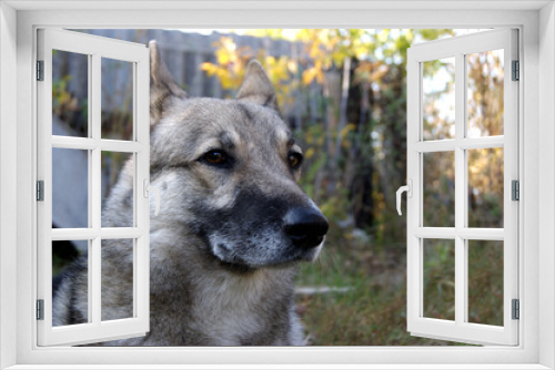 Fototapeta Naklejka Na Ścianę Okno 3D - Siberian husky dog portrait outdoors in autumn.