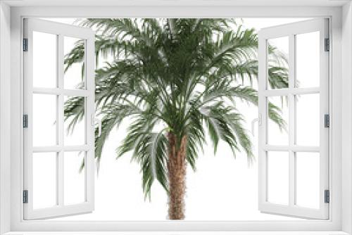 Fototapeta Naklejka Na Ścianę Okno 3D - palm tree in a basket isolated on white background