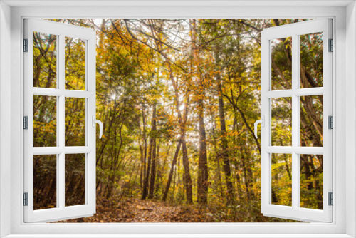 Fototapeta Naklejka Na Ścianę Okno 3D - 日本の美しい秋の風景　紅葉　秋イメージ
