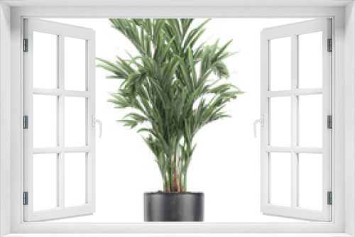 Fototapeta Naklejka Na Ścianę Okno 3D -  palm tree in a black pot isolated on white background